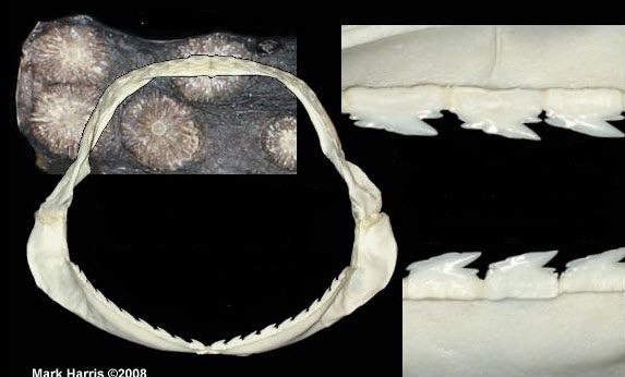 Echinorhinus brucus_07.jpg